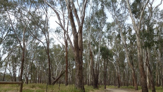 Moira Shire Identification and Audit of Regional Trails 4